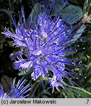 Caryopteris ×clandonensis (barbula klandońska)