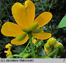 Cassia occidentalis