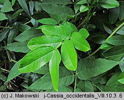 Cassia occidentalis