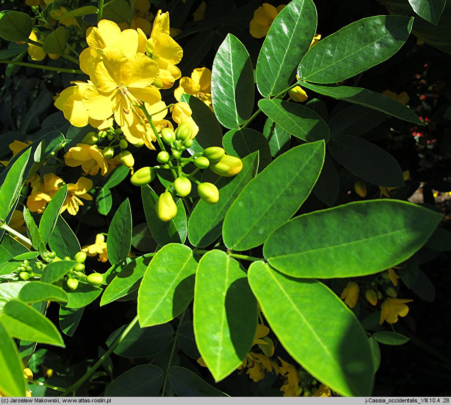 Cassia occidentalis