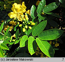 Cassia occidentalis