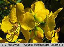 Cassia occidentalis