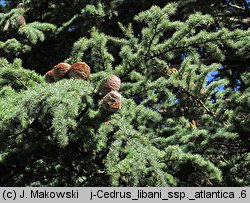 Cedrus atlantica (cedr atlaski)