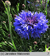 Centaurea cyanus (chaber bławatek)