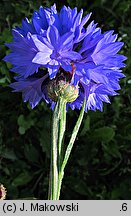 Centaurea cyanus (chaber bławatek)