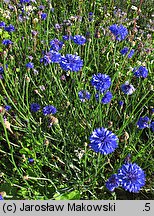 Centaurea cyanus (chaber bławatek)