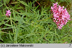 Centranthus angustifolius