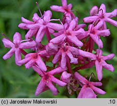 Centranthus angustifolius