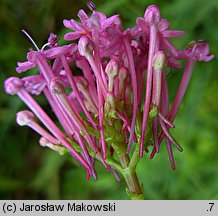 Centranthus angustifolius