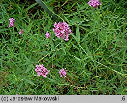 Centranthus angustifolius