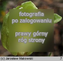Cephalanthera damasonium (buławnik wielkokwiatowy)