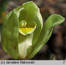 Cephalanthera damasonium (buławnik wielkokwiatowy)