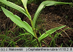 Cephalanthera rubra (buławnik czerwony)