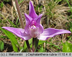 Cephalanthera rubra (buławnik czerwony)