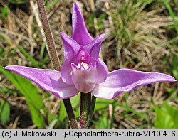 Cephalanthera rubra (buławnik czerwony)