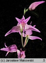 Cephalanthera rubra (buławnik czerwony)