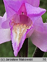 Cephalanthera rubra (buławnik czerwony)