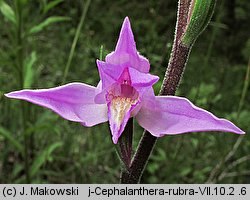 Cephalanthera rubra (buławnik czerwony)