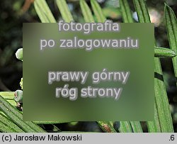Cephalotaxus fortunei (głowocis Fortune'a)