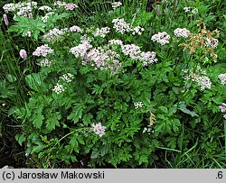 Chaerophyllum hirsutum (świerząbek orzęsiony)