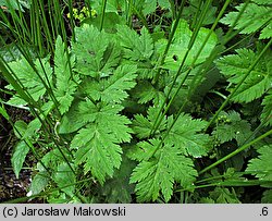 Chaerophyllum hirsutum (świerząbek orzęsiony)