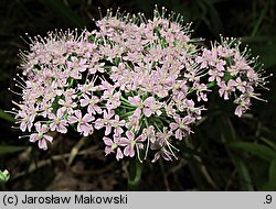 Chaerophyllum hirsutum (świerząbek orzęsiony)