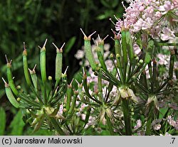 Chaerophyllum hirsutum (świerząbek orzęsiony)