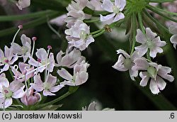 Chaerophyllum hirsutum (świerząbek orzęsiony)