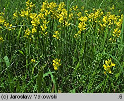 Genistella sagittalis (janowczyk skrzydlaty)