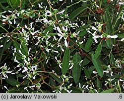 Euphorbia hypericifolia