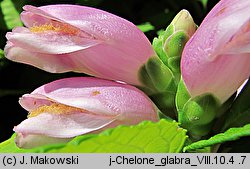 Chelone glabra