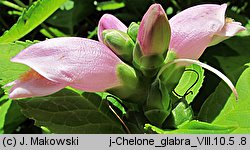 Chelone glabra