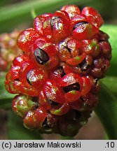 Blitum virgatum (komosa rózgowa)