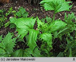 Blitum virgatum (komosa rózgowa)