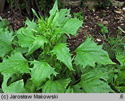 Blitum virgatum (komosa rózgowa)