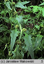 Blitum virgatum (komosa rózgowa)