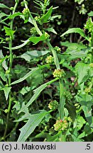 Blitum virgatum (komosa rózgowa)