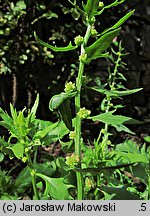 Blitum virgatum (komosa rózgowa)