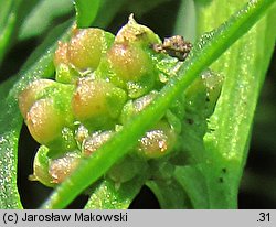 Blitum virgatum (komosa rózgowa)