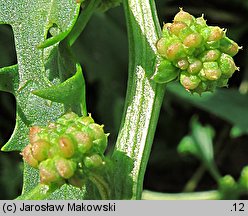 Blitum virgatum (komosa rózgowa)