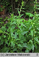 Blitum virgatum (komosa rózgowa)