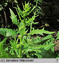 Blitum virgatum (komosa rózgowa)