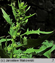 Blitum virgatum (komosa rózgowa)