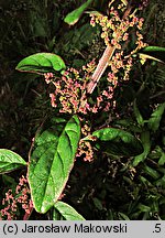 Chenopodium polyspermum (komosa wielonasienna)