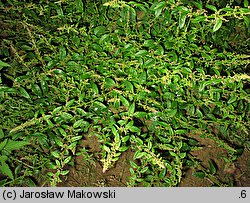 Chenopodium polyspermum (komosa wielonasienna)