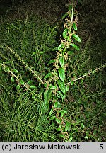 Chenopodium polyspermum (komosa wielonasienna)