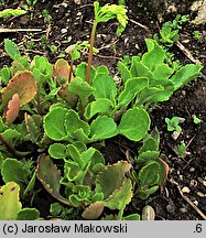 Chiastophyllum oppositifolium (chiastofil naprzeciwlistny)