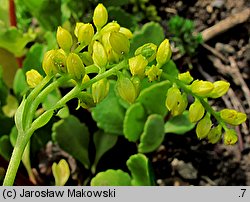 Chiastophyllum oppositifolium (chiastofil naprzeciwlistny)