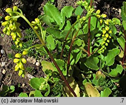 Chiastophyllum oppositifolium (chiastofil naprzeciwlistny)