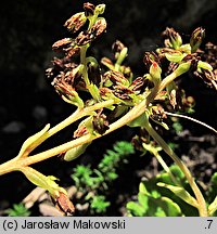 Chiastophyllum oppositifolium (chiastofil naprzeciwlistny)